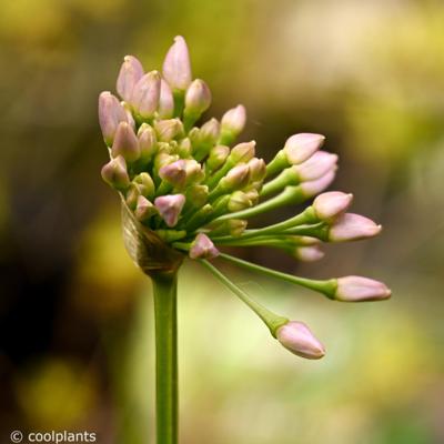 allium-avatar