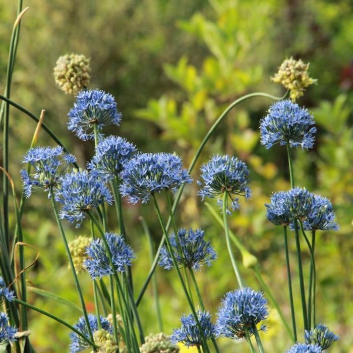 Allium caeruleum plant