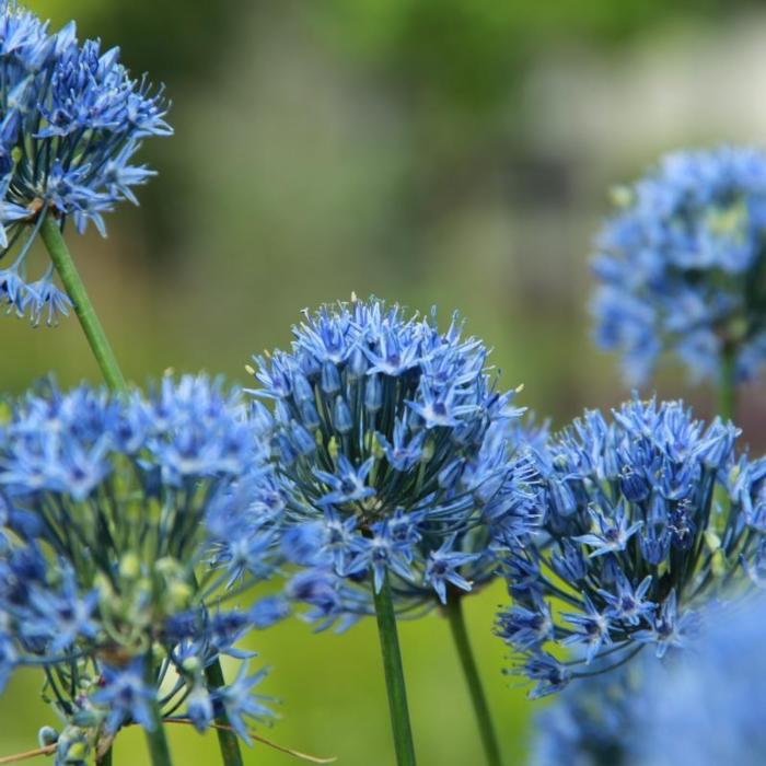 Allium caeruleum plant