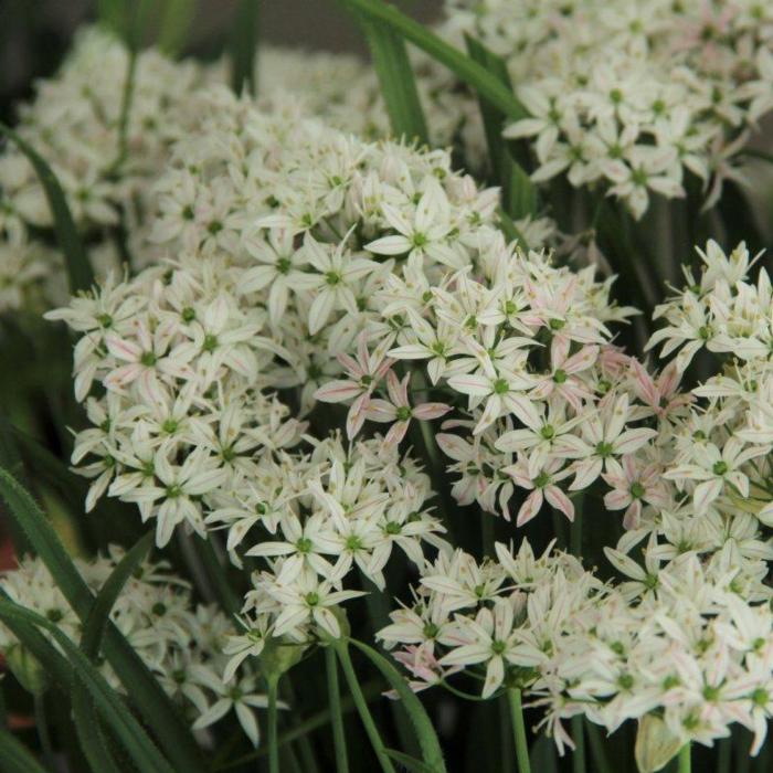 Allium 'Cameleon' plant