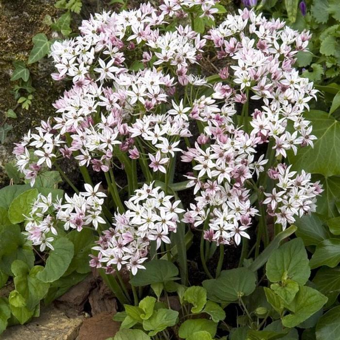 Allium 'Cameleon' plant