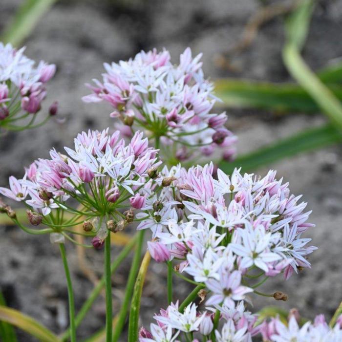 Allium 'Cameleon' plant