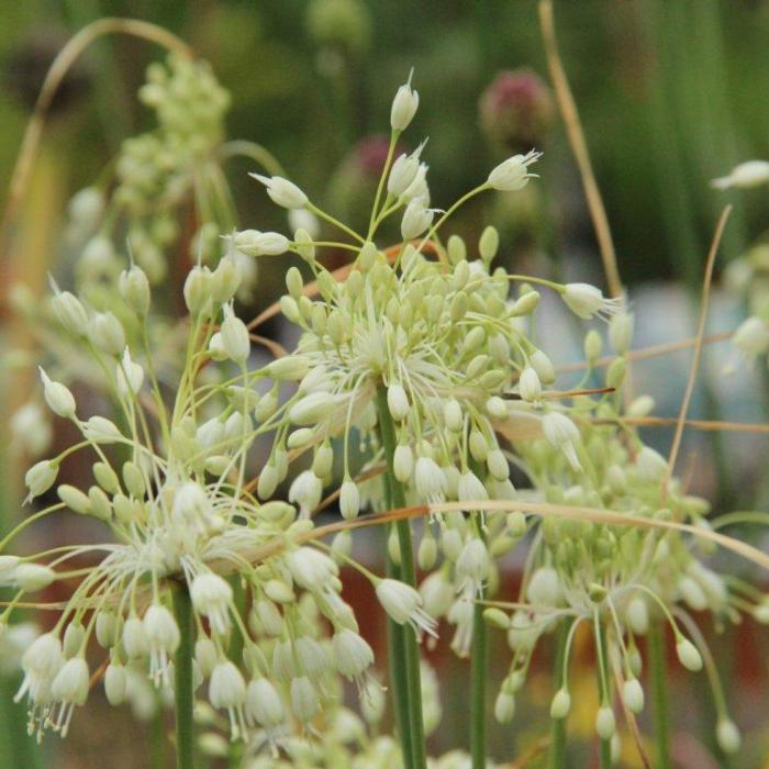 Allium car. var. pulchellum 'Album' plant