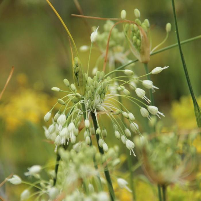 Allium car. var. pulchellum 'Album' plant