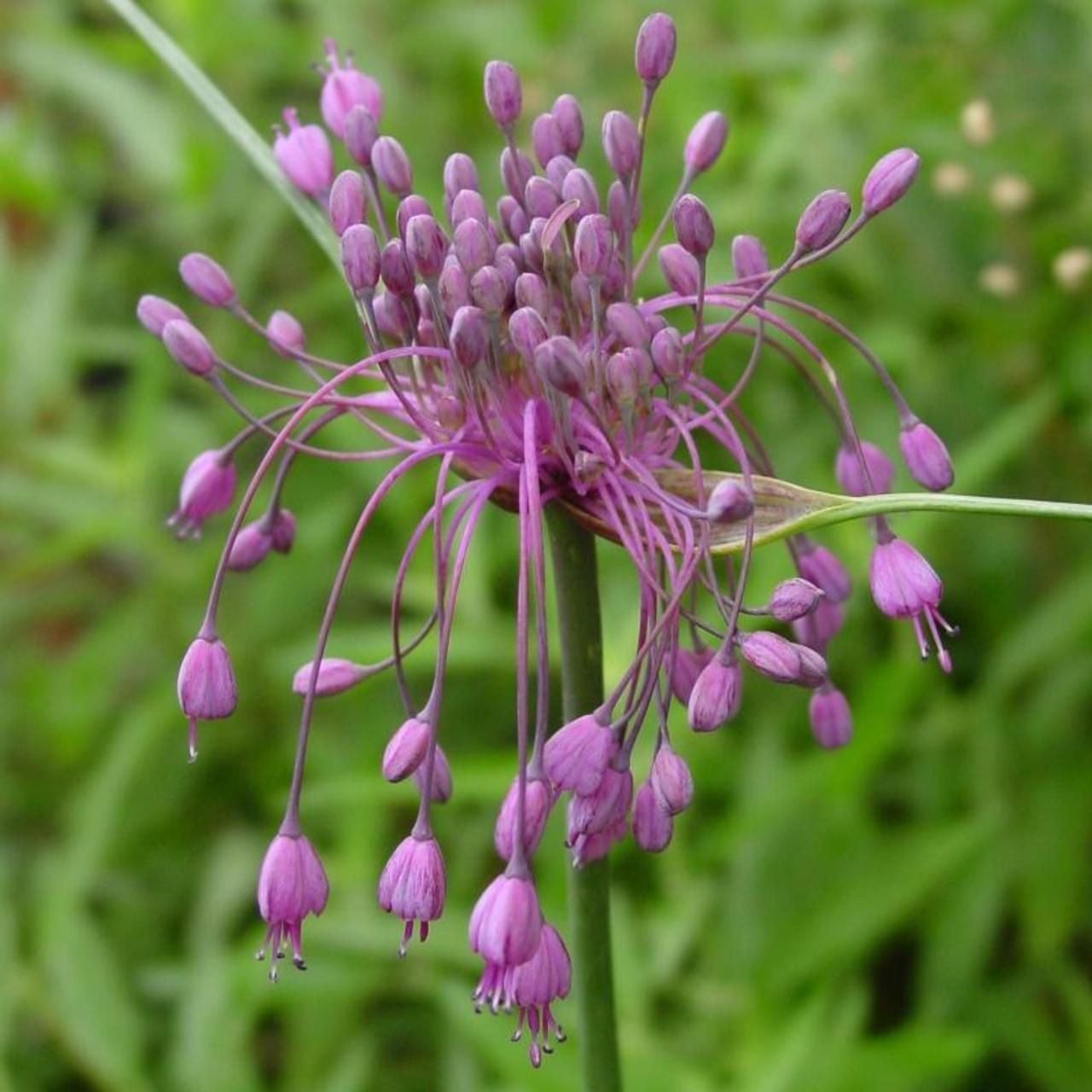 Allium carinatum var. pulchellum plant