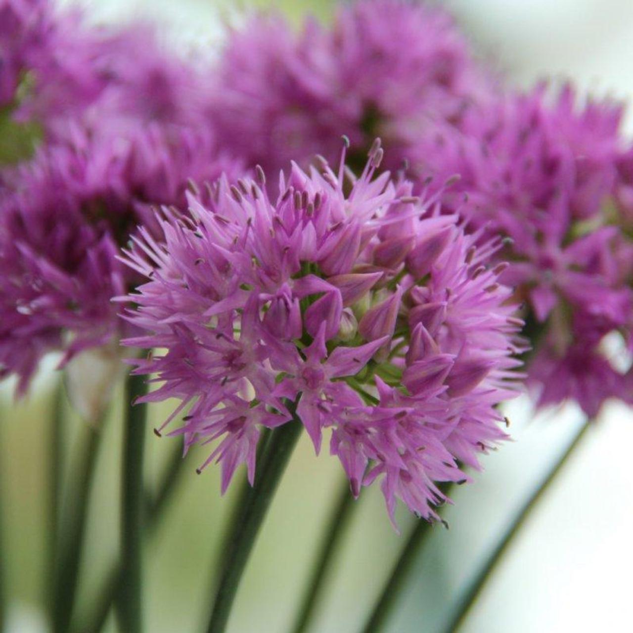 Allium carolinianum 'Rosy Dream' plant