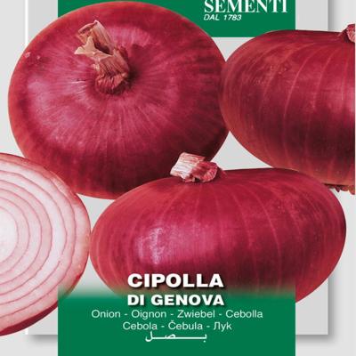 allium-cepa-cipolla-di-genova