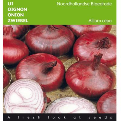 allium-cepa-noordhollandse-bloedrode