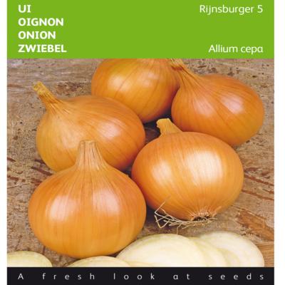 allium-cepa-rijnsburger-5