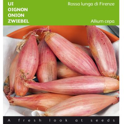 allium-cepa-rossa-lunga-di-firenze