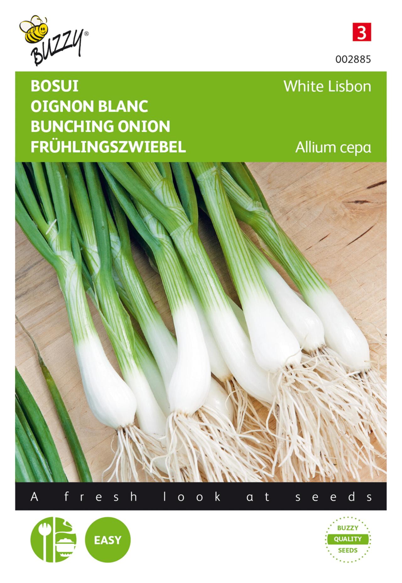 Allium cepa 'White Lisbon' plant