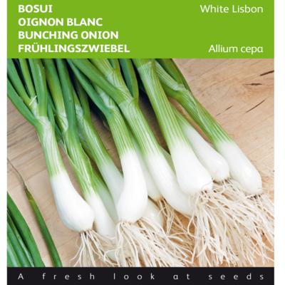 allium-cepa-white-lisbon