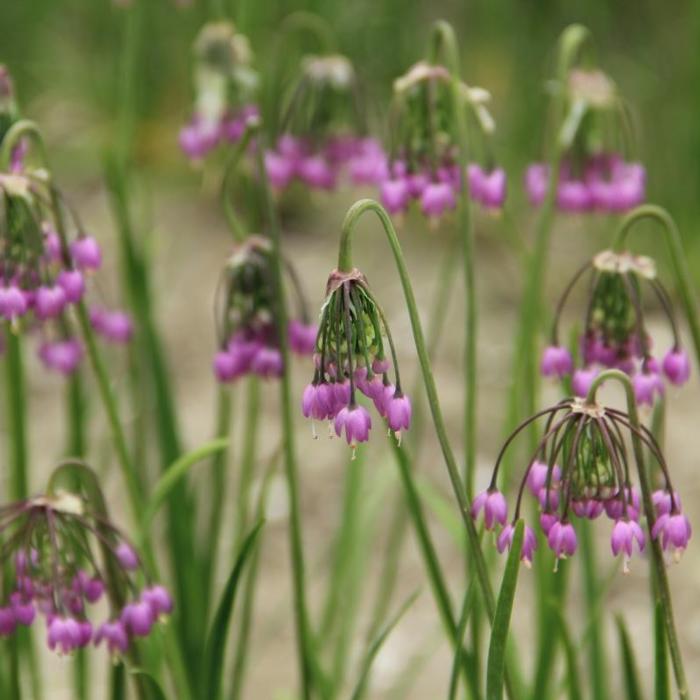 Allium cernuum plant