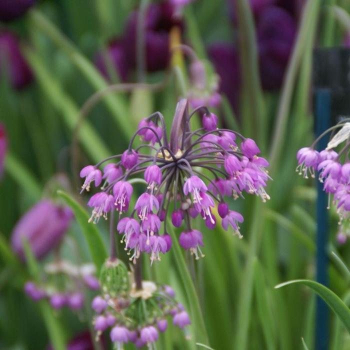 Allium cernuum plant