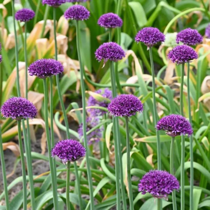 Allium 'Chicago' plant