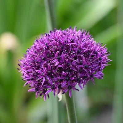 allium-chicago
