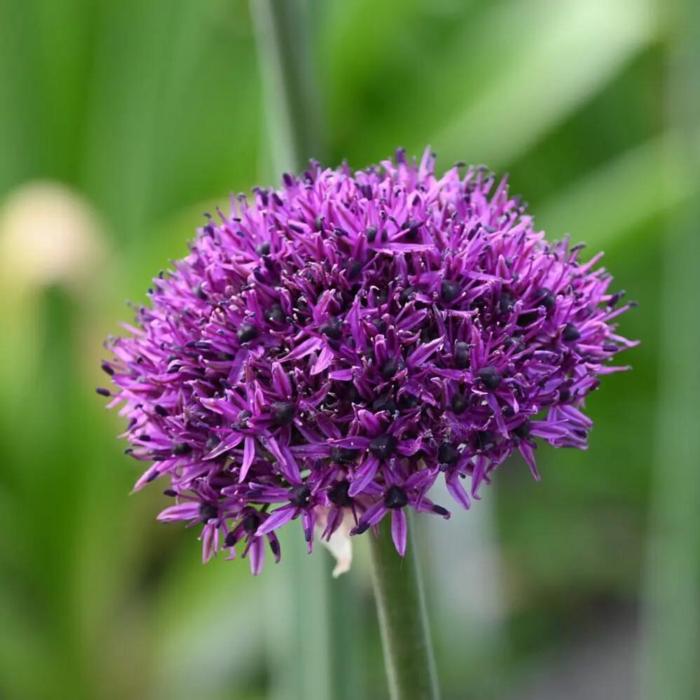 Allium 'Chicago' plant