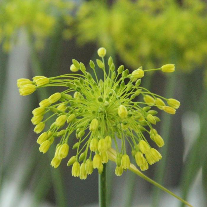 Allium chloranthum 'Yellow Fantasy' plant