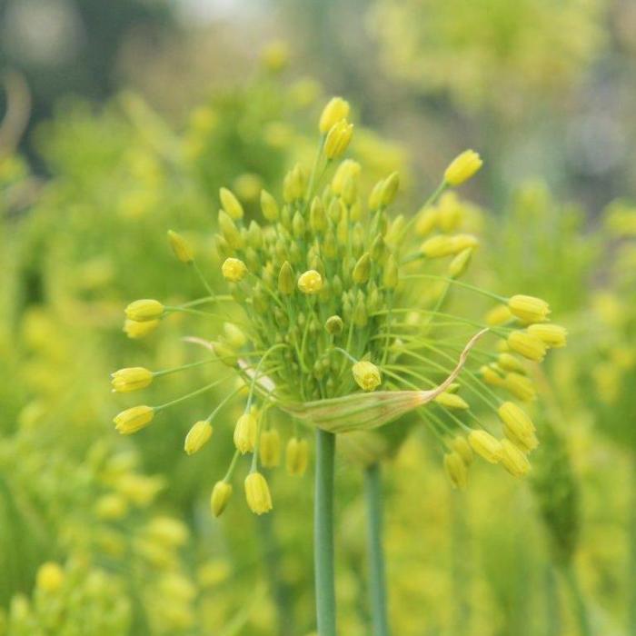 Allium chloranthum 'Yellow Fantasy' plant