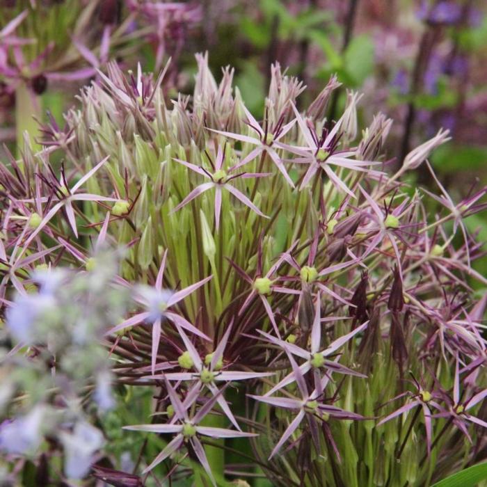 Allium christophii plant