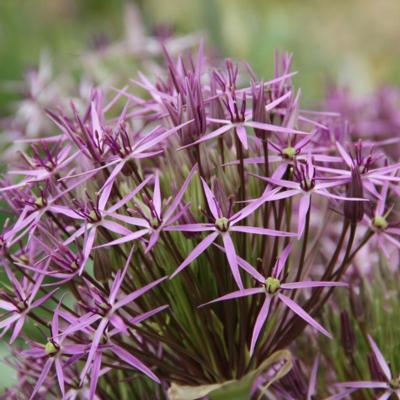 allium-christophii