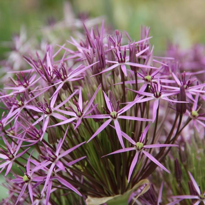 Allium christophii plant