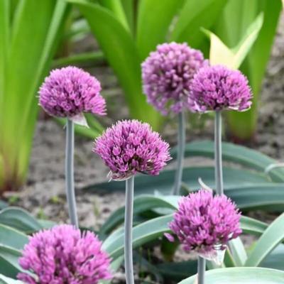 allium-dallas