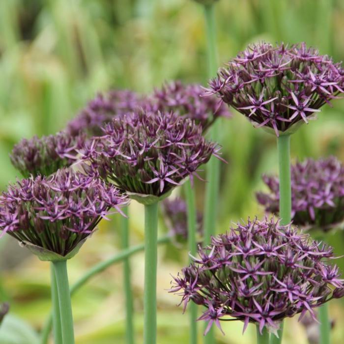 Allium 'Firmament' plant