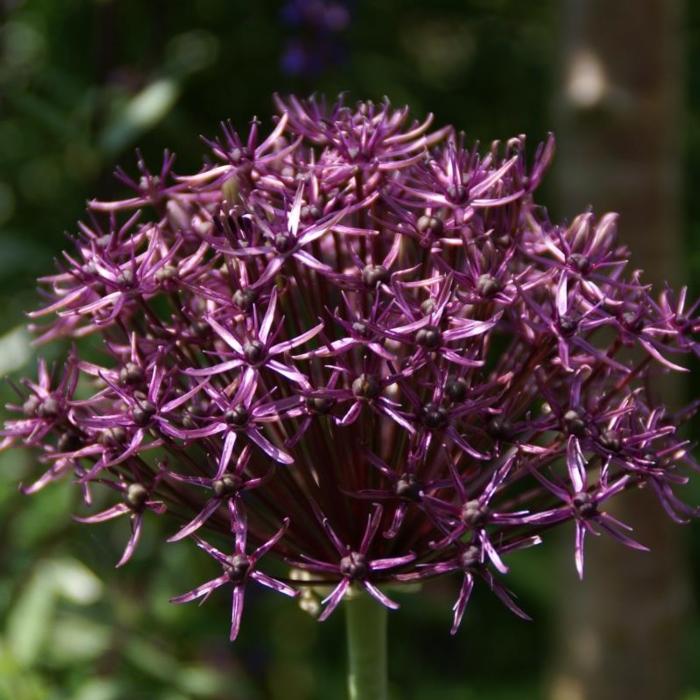 Allium 'Firmament' plant