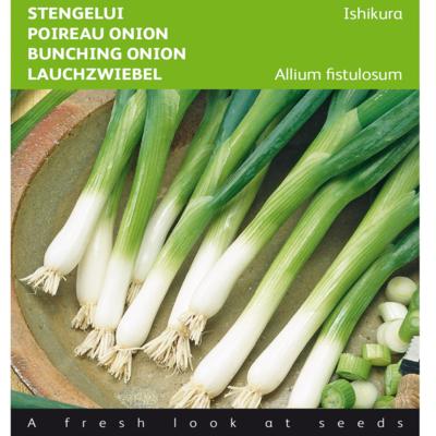 allium-fistulosum-ishikura