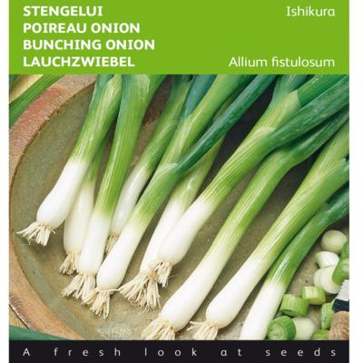 allium-fistulosum-ishikura