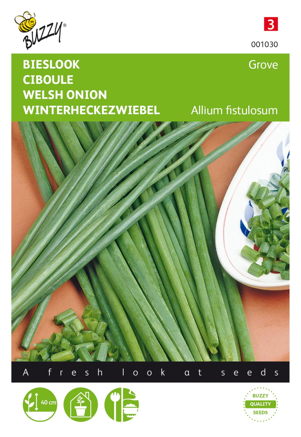 allium-fistulosum Allium fistulosum plant