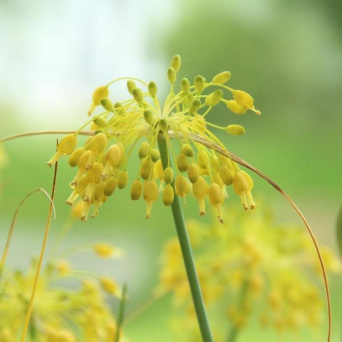 Allium flavum plant