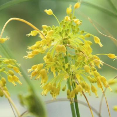 allium-flavum