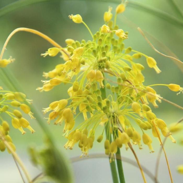 Allium flavum plant