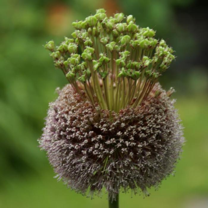 Allium 'Forelock' plant