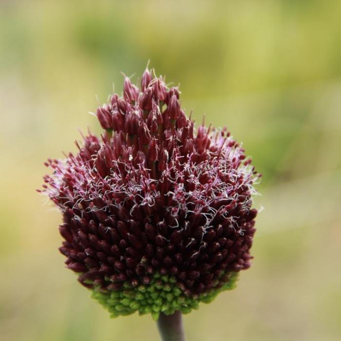 Allium 'Forelock' plant
