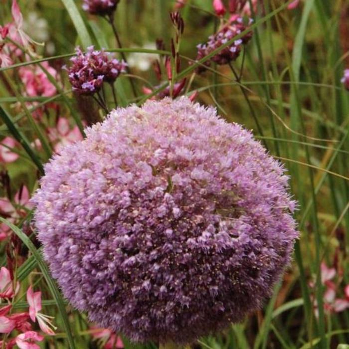 Allium giganteum plant