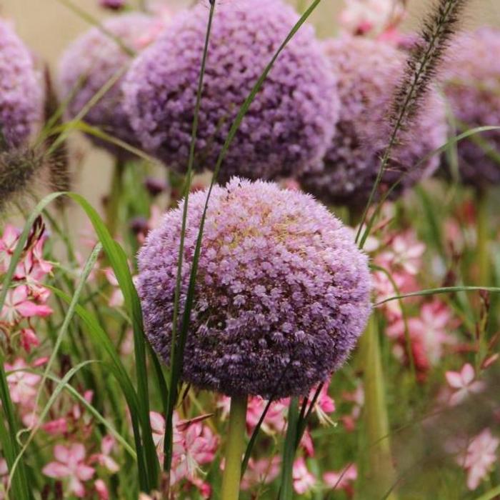 Allium giganteum plant