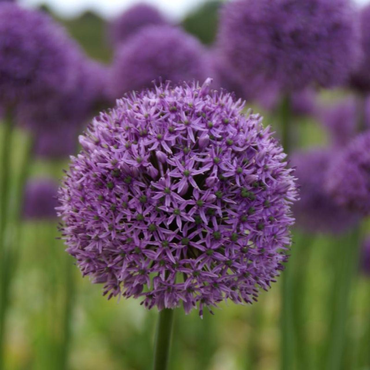 Plantes anti-taupes 5 bulbes (Allium Gladiator)