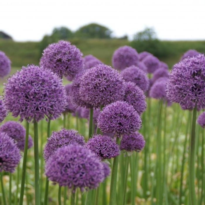 Allium 'Gladiator' plant