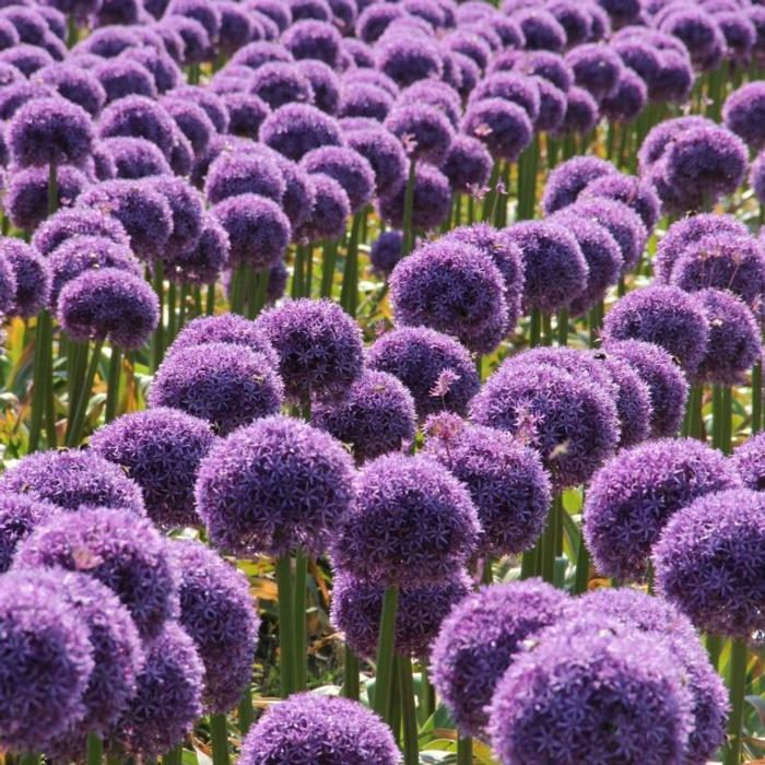 Allium 'Globemaster' plant