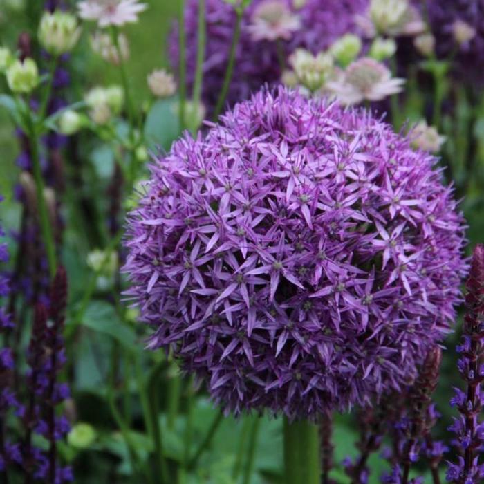 Allium 'Globemaster' plant