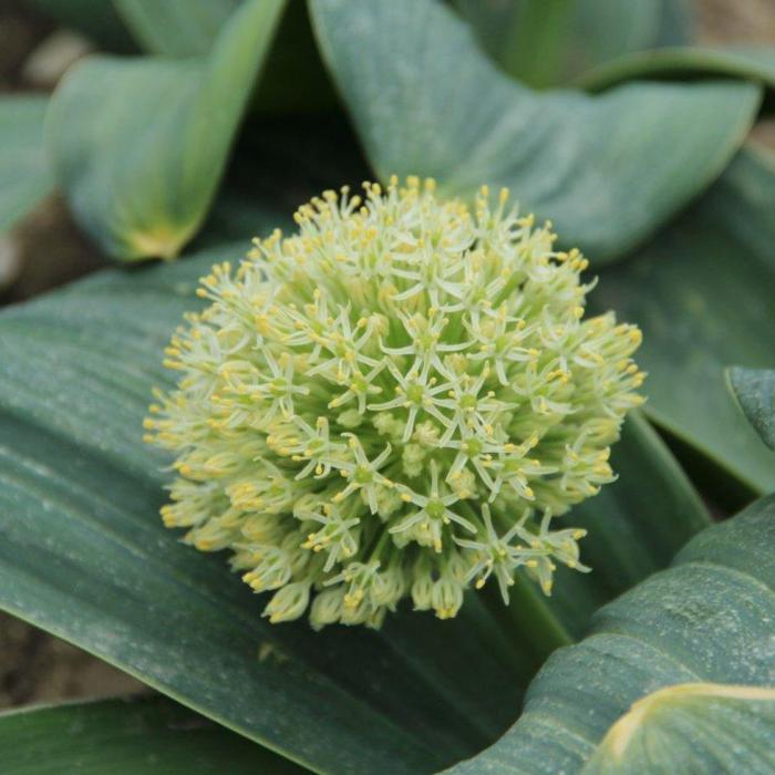 Allium karataviense 'Ivory Queen' plant