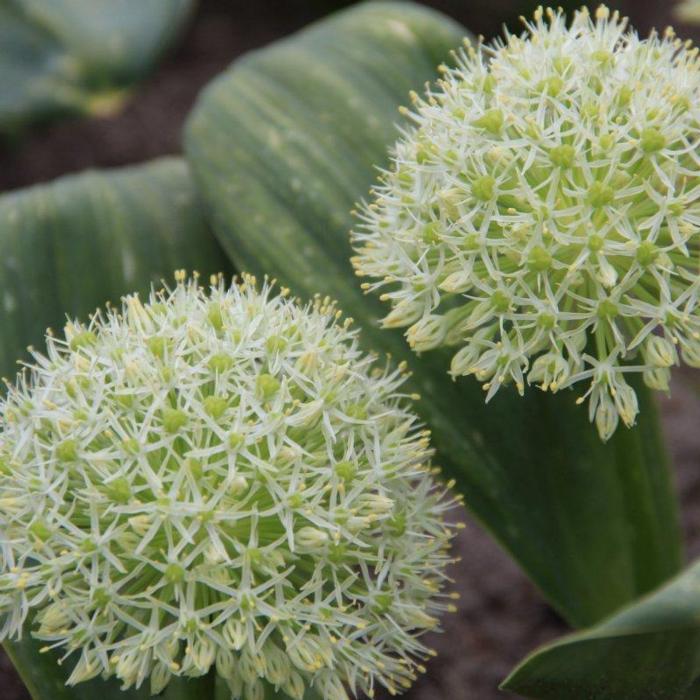 Allium karataviense 'Ivory Queen' plant
