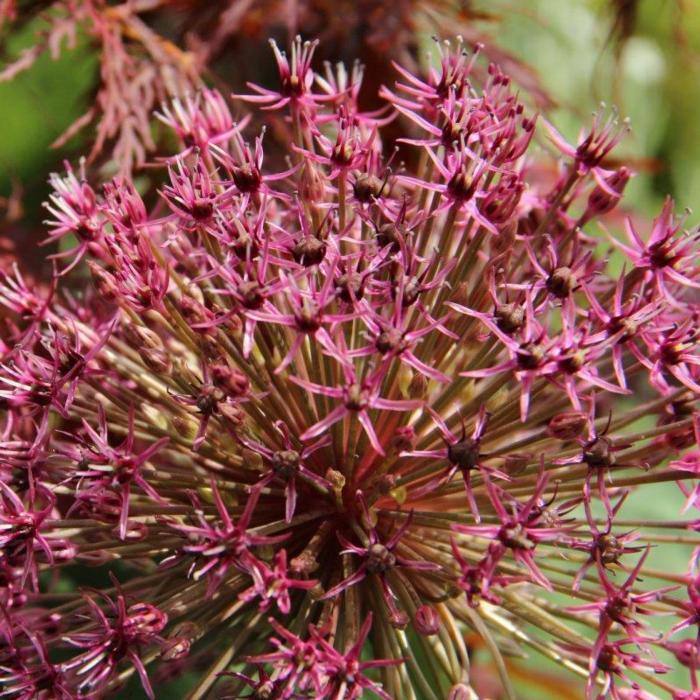 Allium karataviense 'Red Giant Star' plant