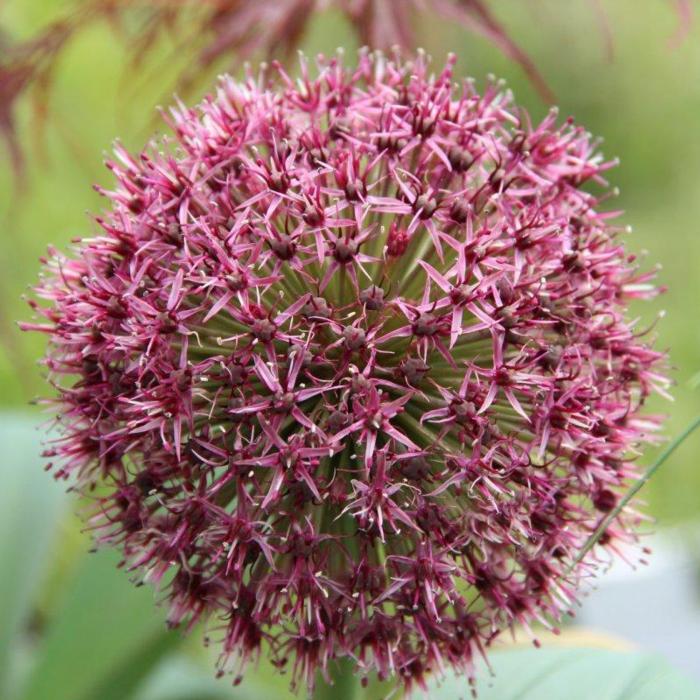 Allium karataviense 'Red Giant Star' plant