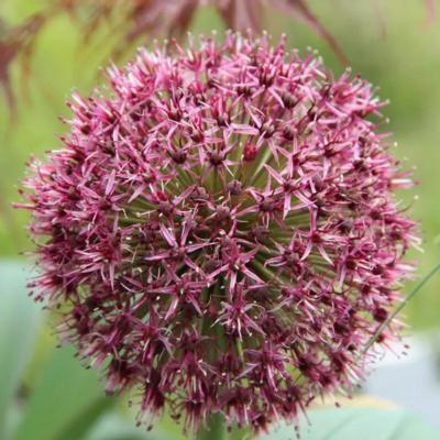 allium-karataviense-x-red-giant-star