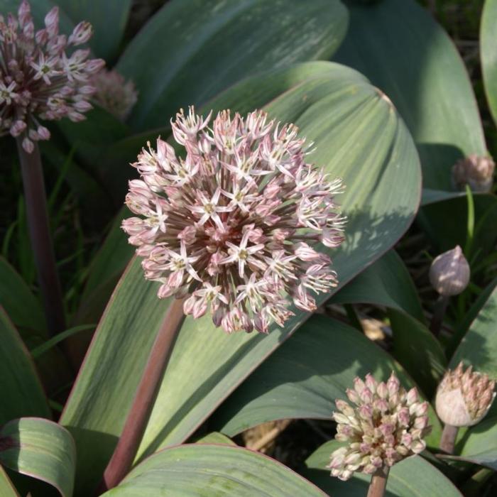 Allium karataviense plant