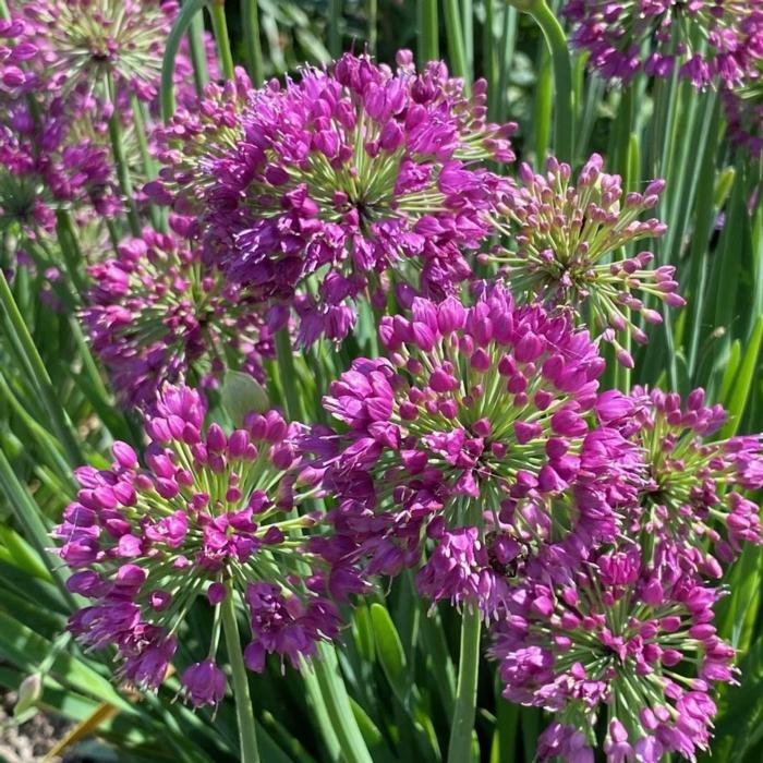 Allium 'Lavender Bubbles' plant